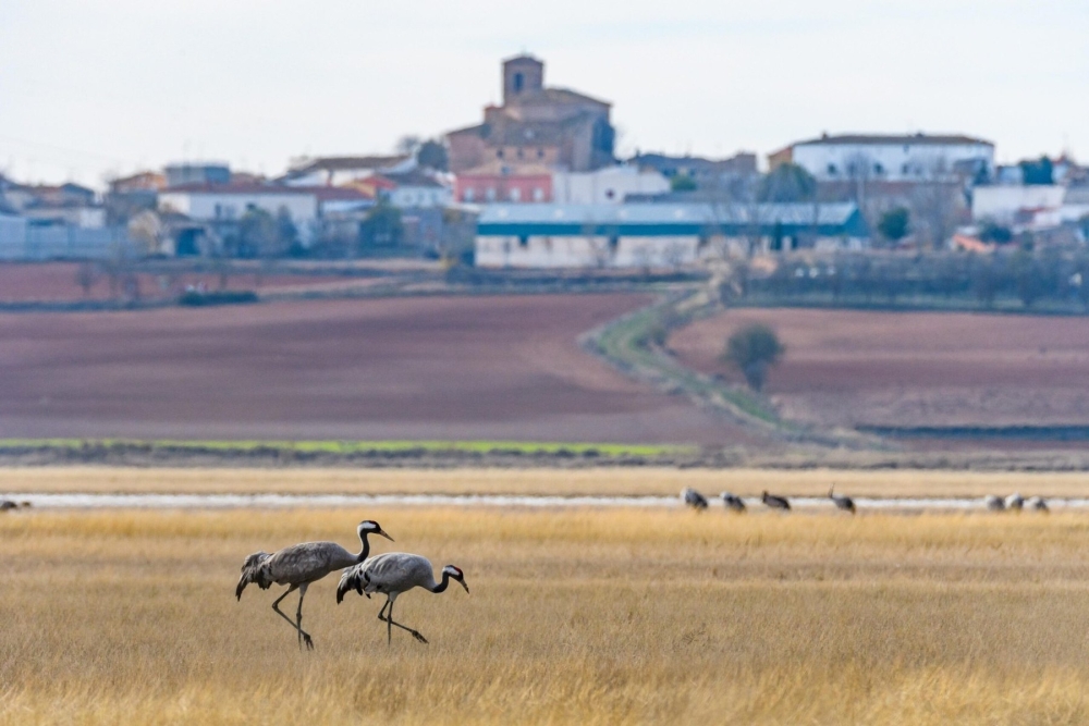 Imagen del artículo: Cuándo ver grullas en la Laguna de El Hito